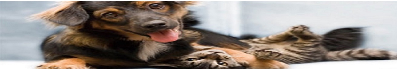 Estrutura da Sandro Veterinário