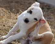 thumbs_pulgas-e-carrapatos-3