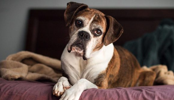 senior-boxer-on-bed-header-1140x660